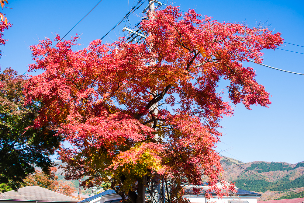 a day in hakone