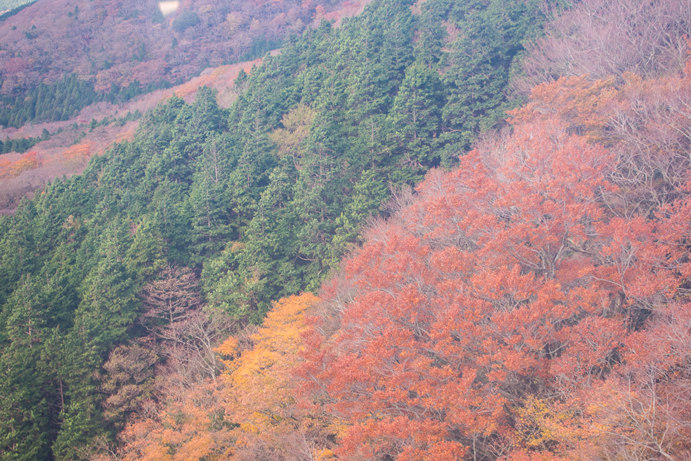 hakone autumn