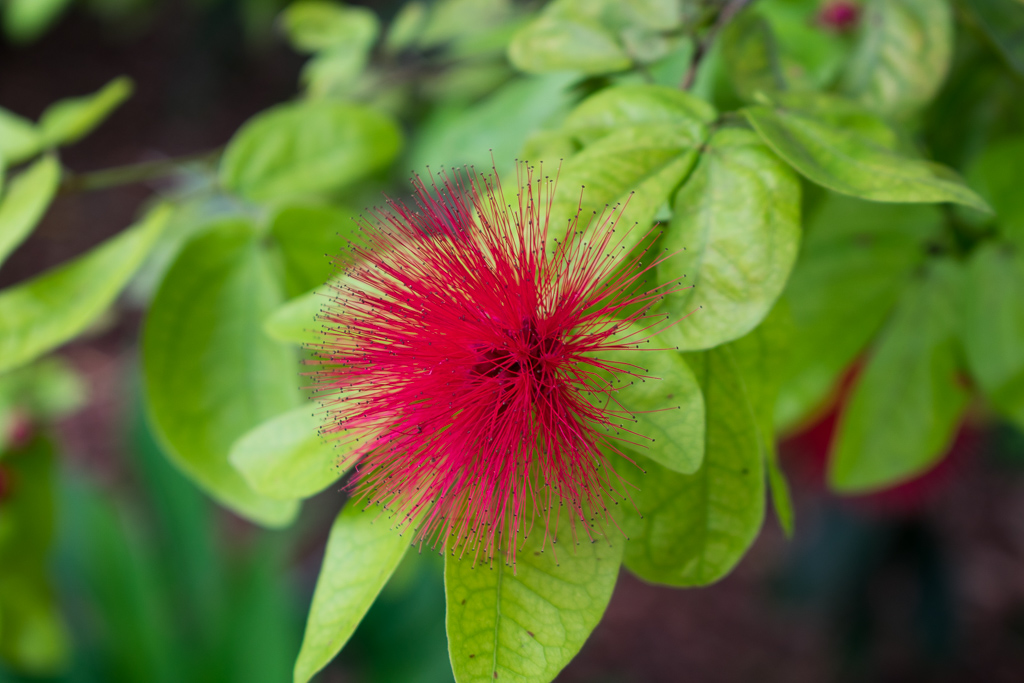 singapore botanic gardens flowers