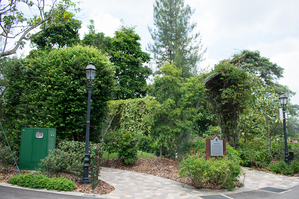 singapore botanic gardens plants