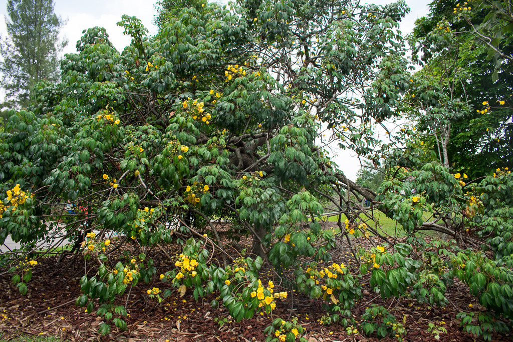 what to do at botanic gardens singapore