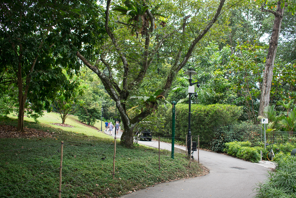 singapore botanic gardens