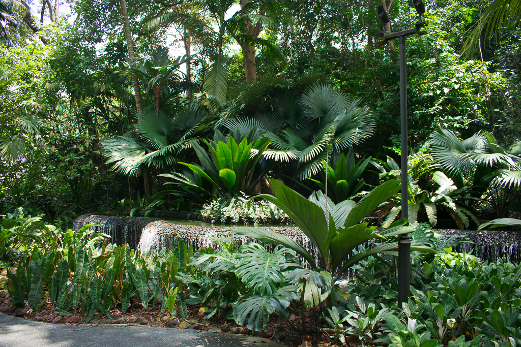 singapore botanic gardens