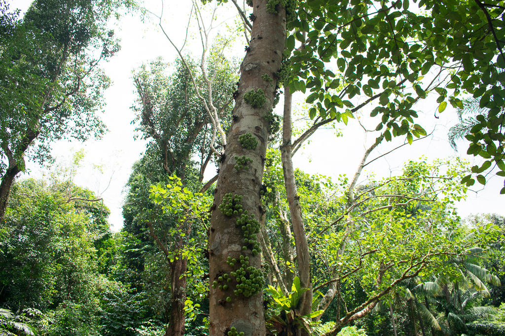 singapore botanic gardens