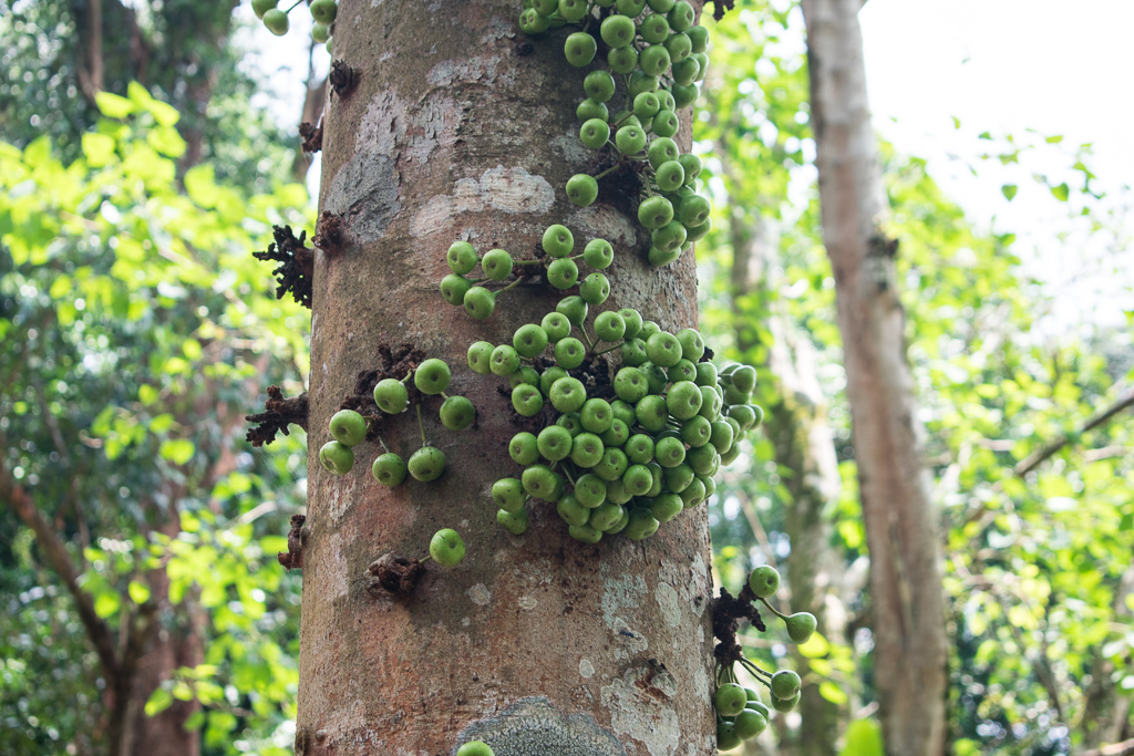 singapore botanic gardens