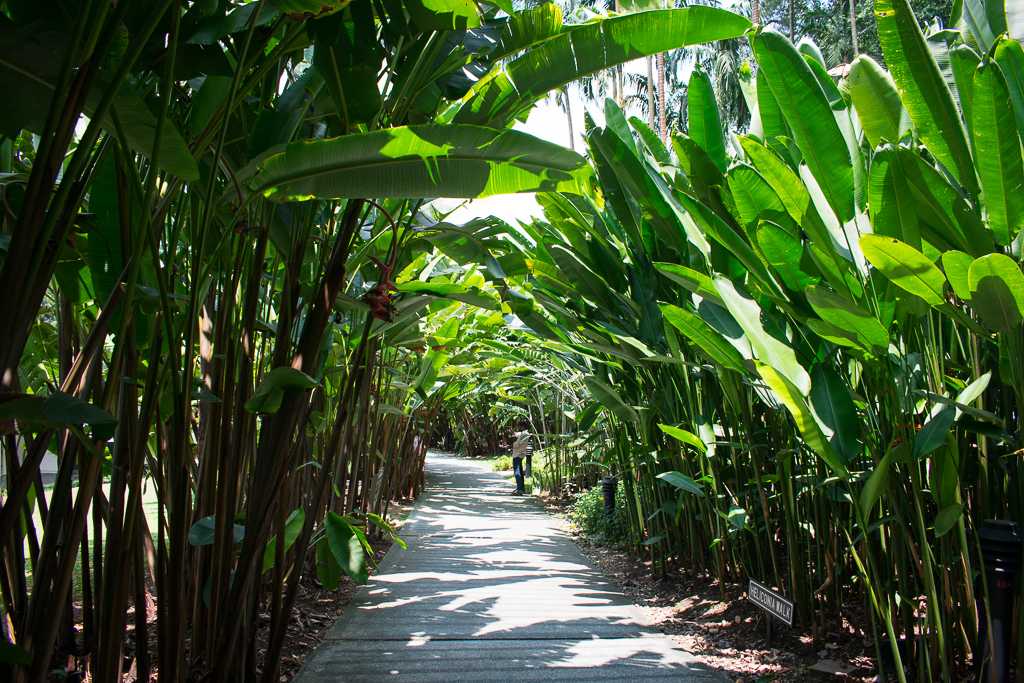 singapore botanic gardens