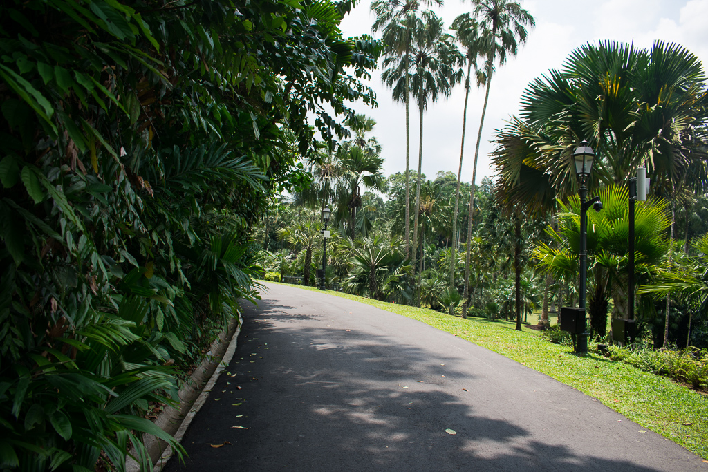 singapore botanic gardens road