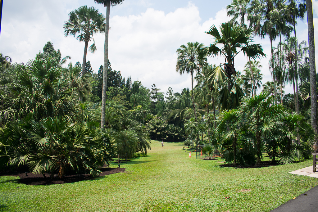 singapore botanic gardens