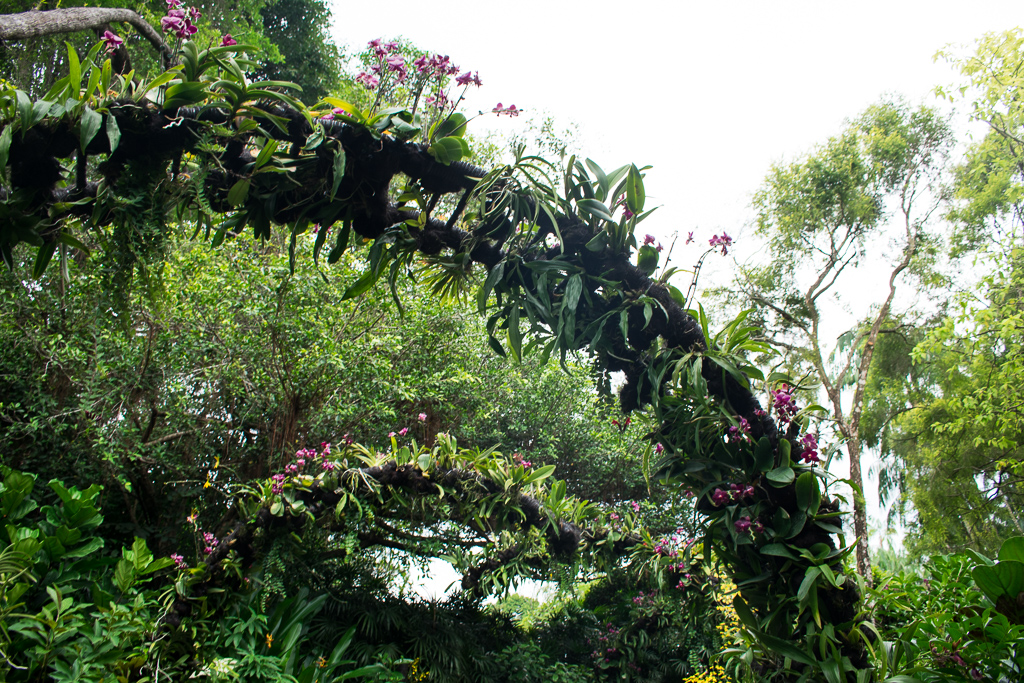 attractions at singapore botanic gardens