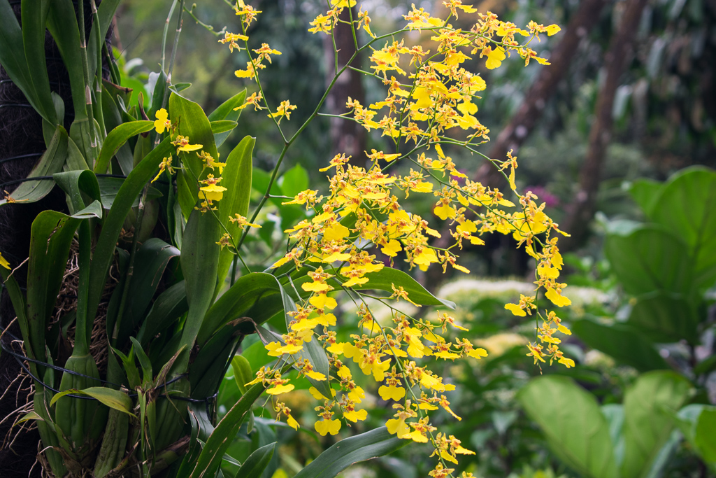 singapore botanic gardens flowers