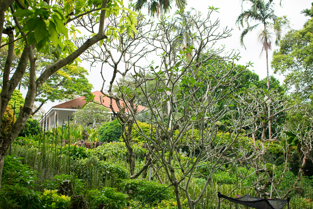 singapore botanic gardens