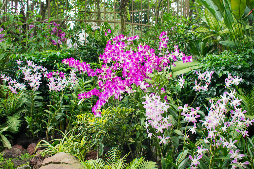 singapore botanic gardens in 2018