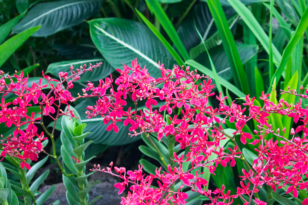 singapore botanic gardens flowers