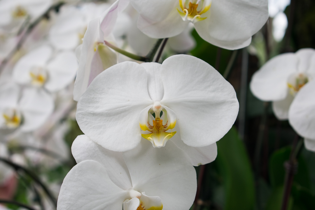 singapore botanic gardens flower photos