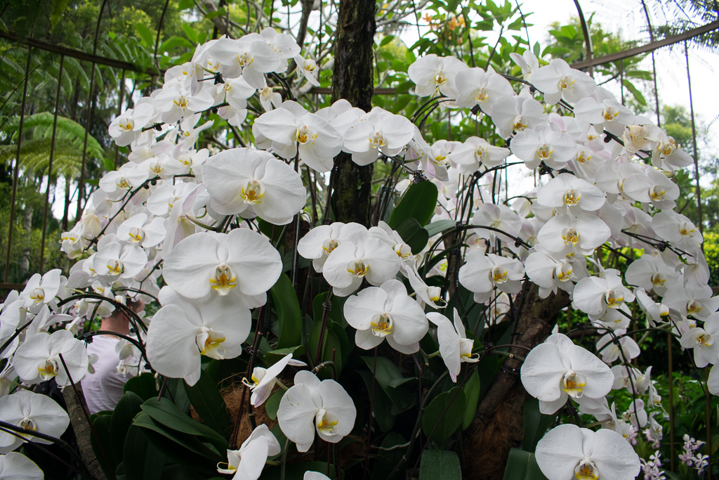 singapore botanic gardens