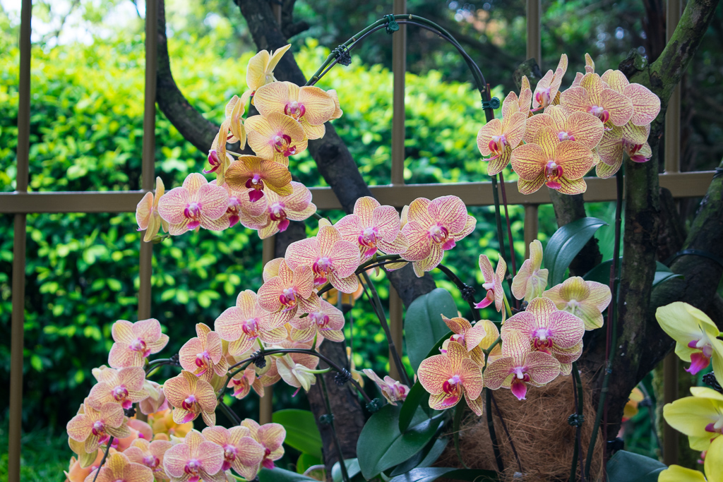 singapore botanic gardens