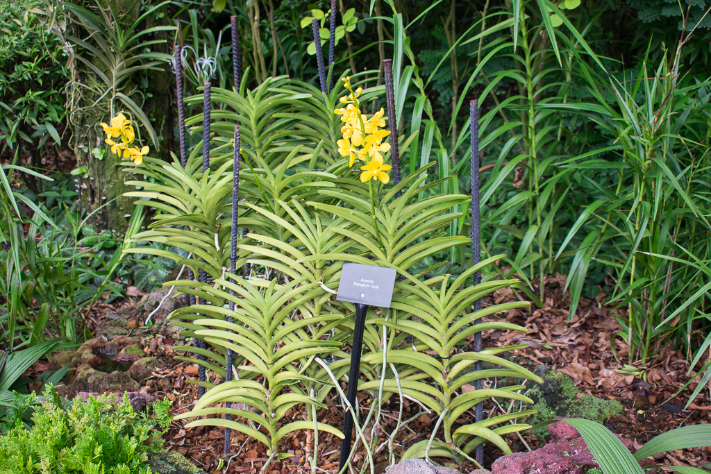 plants at singapore botanic gardens