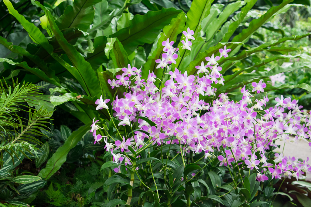 singapore botanic gardens