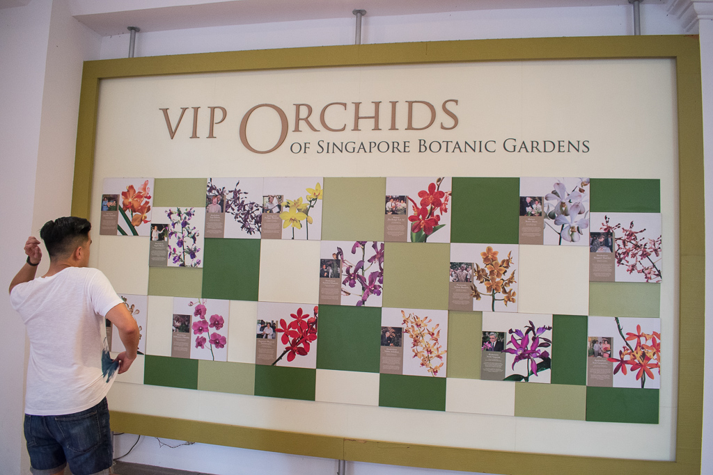 singapore botanic gardens orchid garden