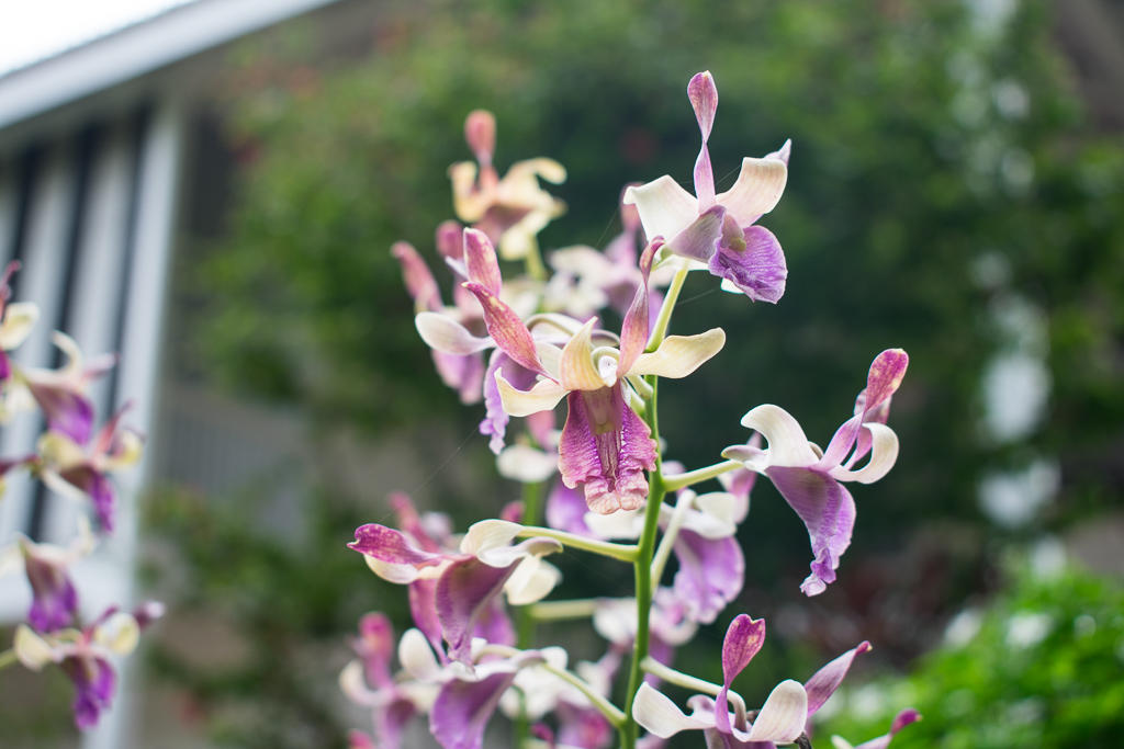 singapore botanic gardens