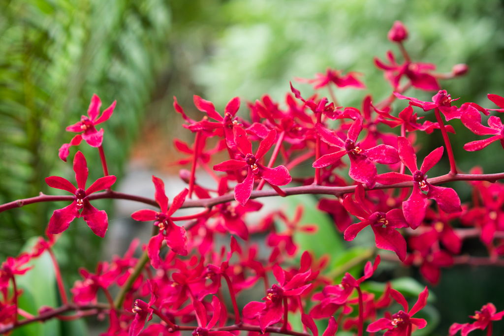 singapore botanic gardens red flowers