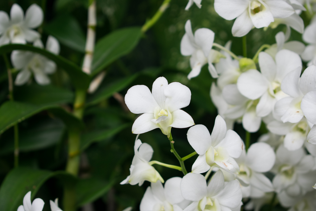 singapore botanic gardens more orchids