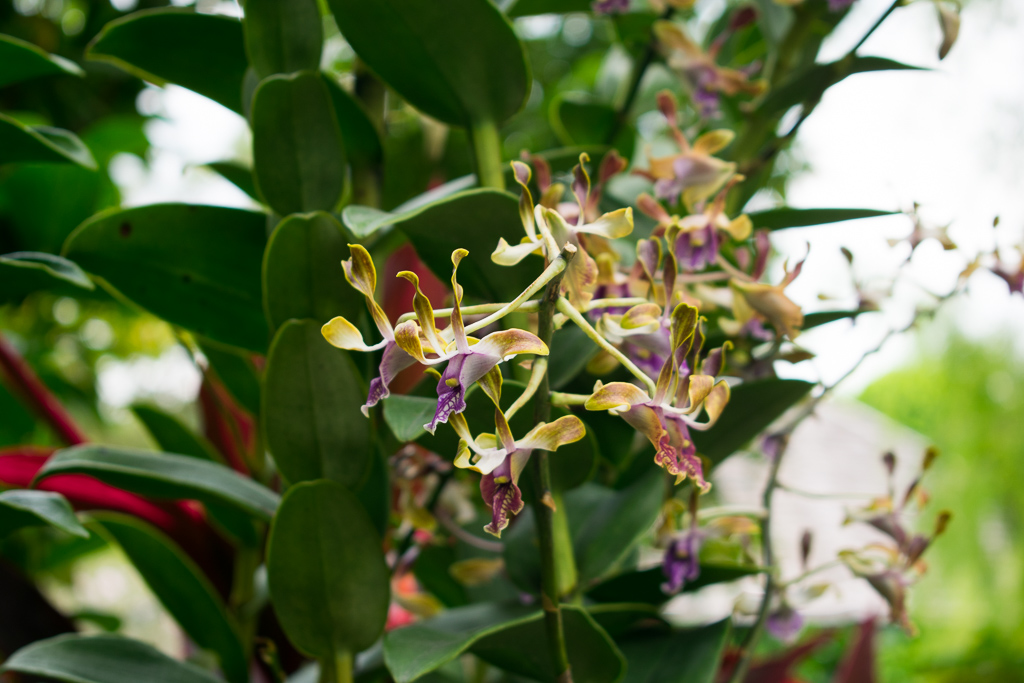 singapore botanic gardens