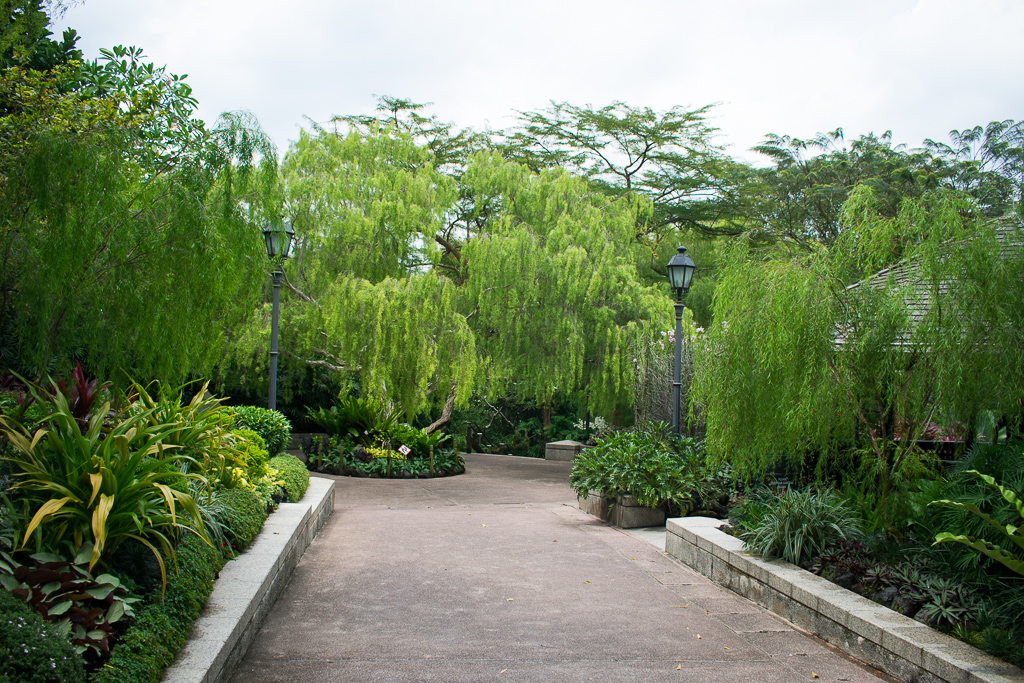 singapore botanic gardens plants