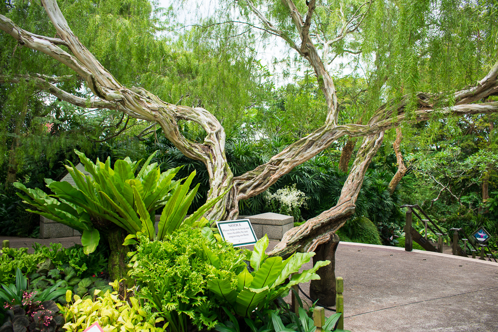 singapore botanic gardens trees