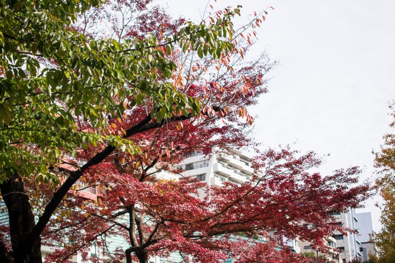 shinjuku gyoen autumn