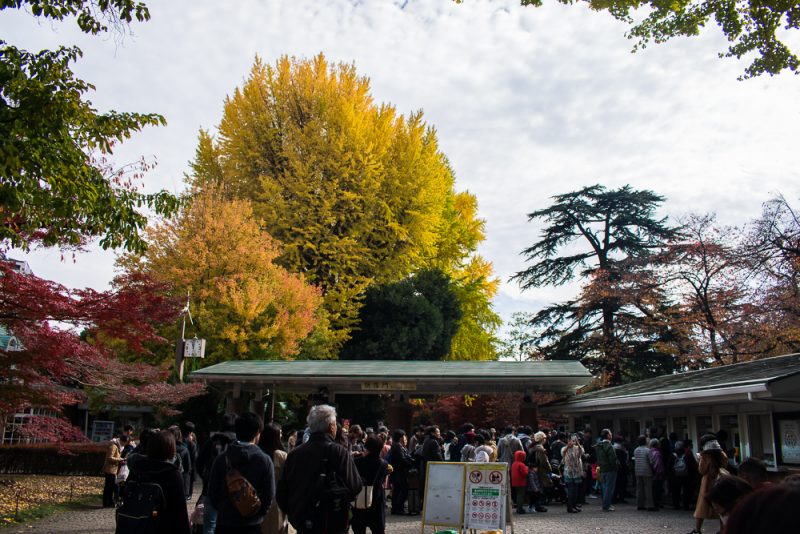 shinjuku gyoen entry