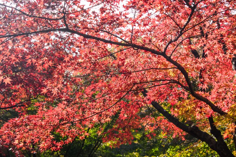 what to do in shinjuku gyoen