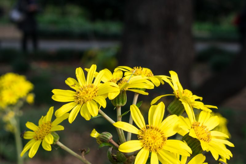 shinjuku gyoen tokyo