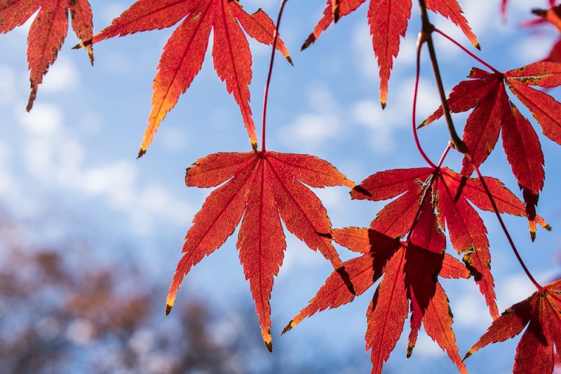 shinjuku gyoen maple leaf