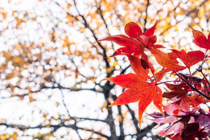 shinjuku gyoen autumn leaves