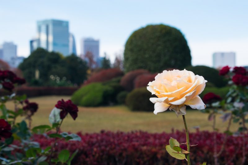 shinjuku gyoen beautiful photos