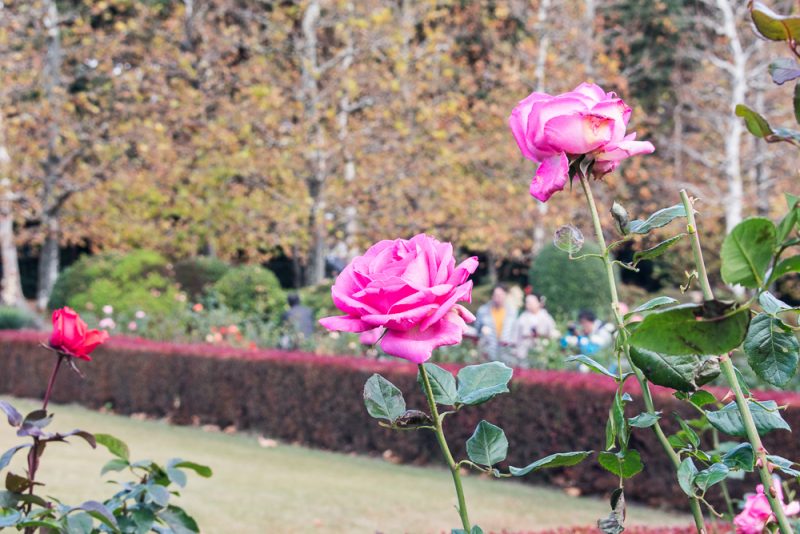 shinjuku gyoen