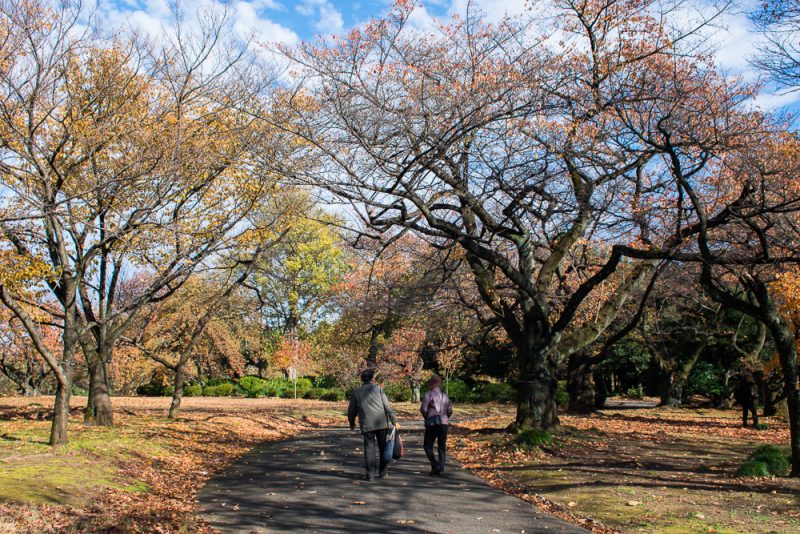 things to do shinjuku gyoen