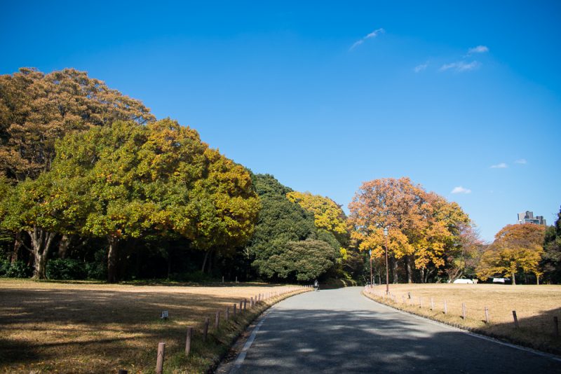 meiji shrine what to do