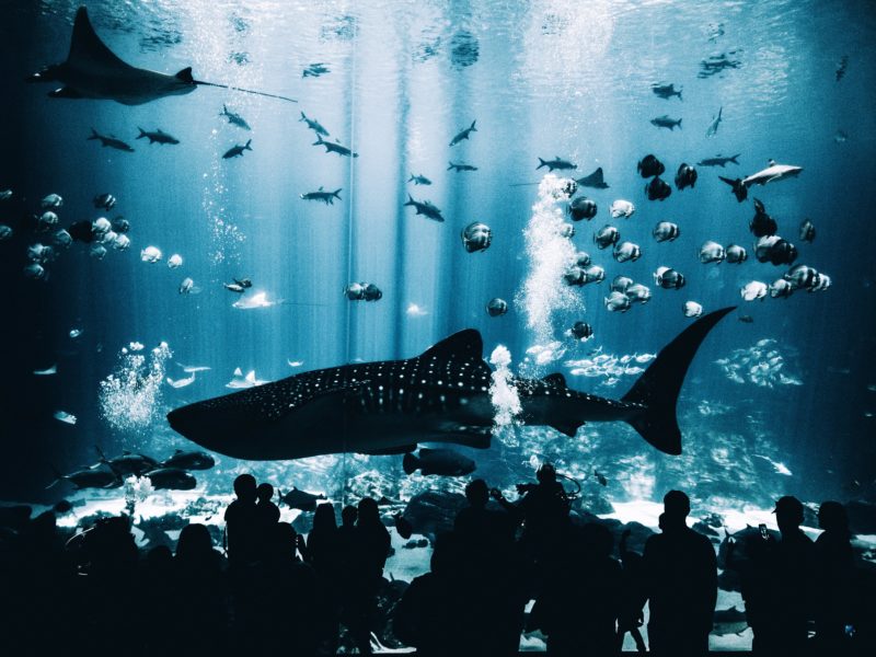 things to do in osaka - aquarium