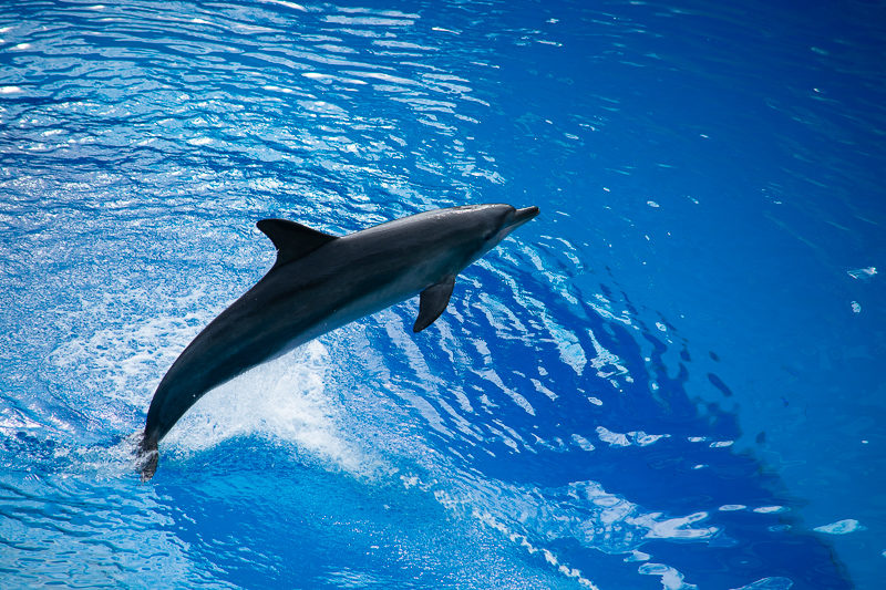 hong kong ocean park dolphin show