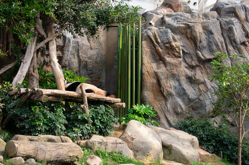 giant panda attraction ocean park