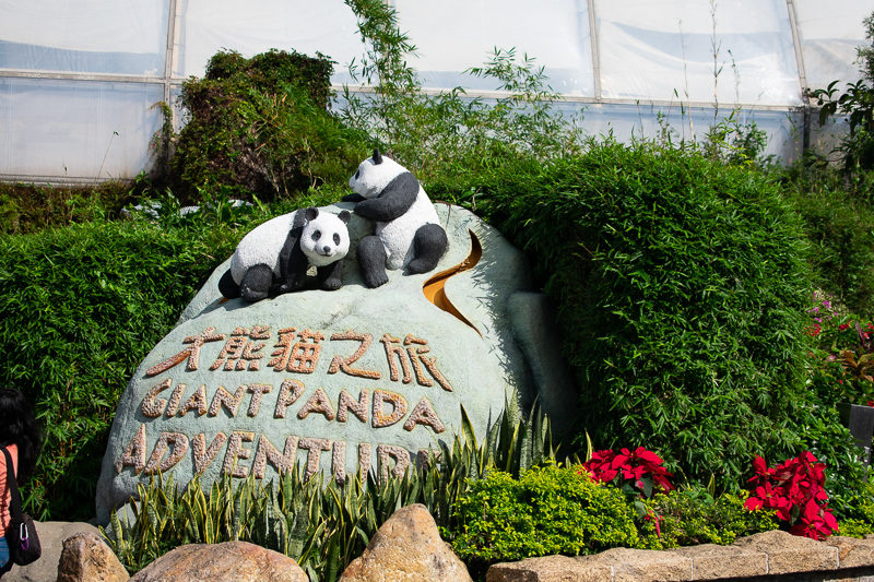 giant panda - ocean park