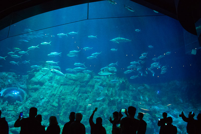 ocean park aquarium in hong kong