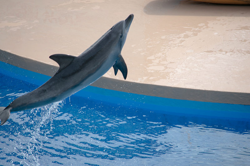 ocean park dolphin show