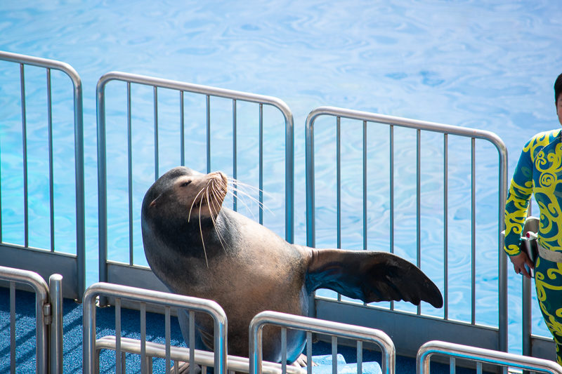 ocean park seal