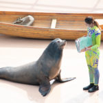 ocean park seal show