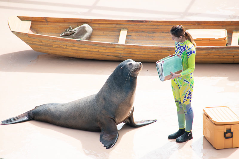 ocean park seal show