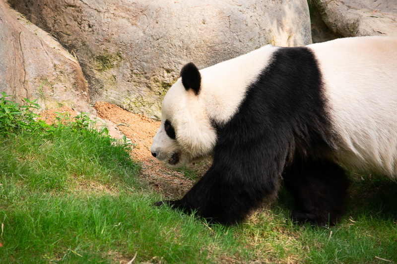 panda-watching ocean park