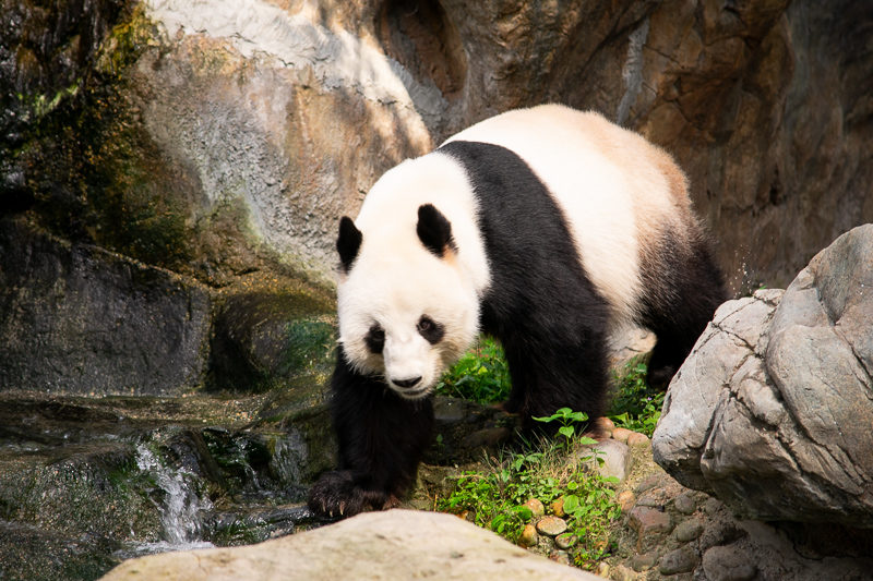 pandas in ocean park